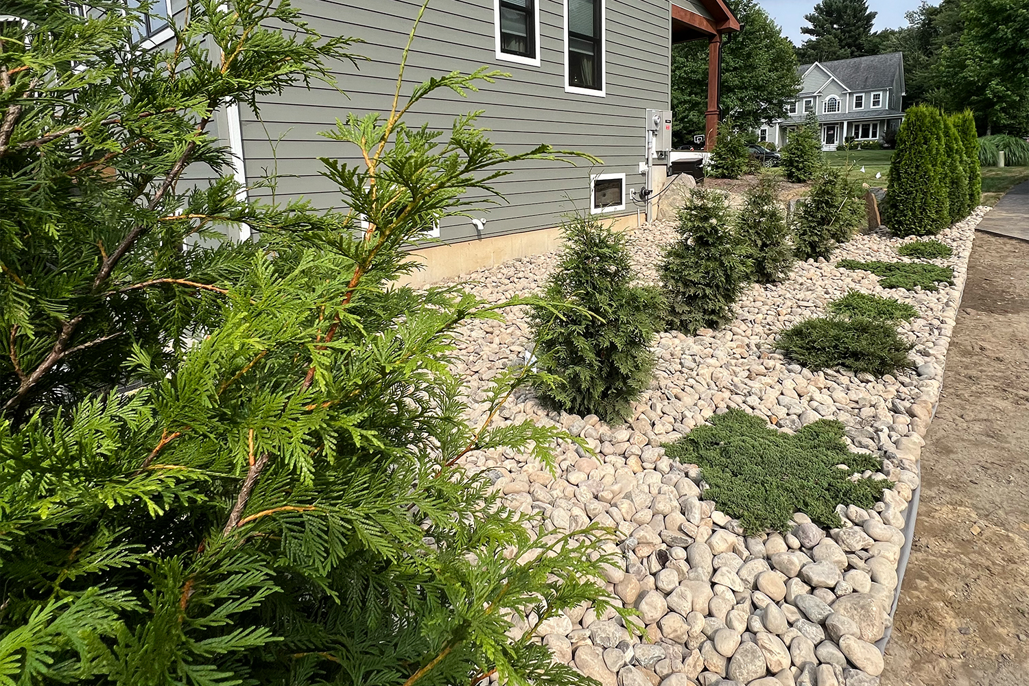 Row of arborvitae and juniper shrubs creating a natural border along a residential driveway.